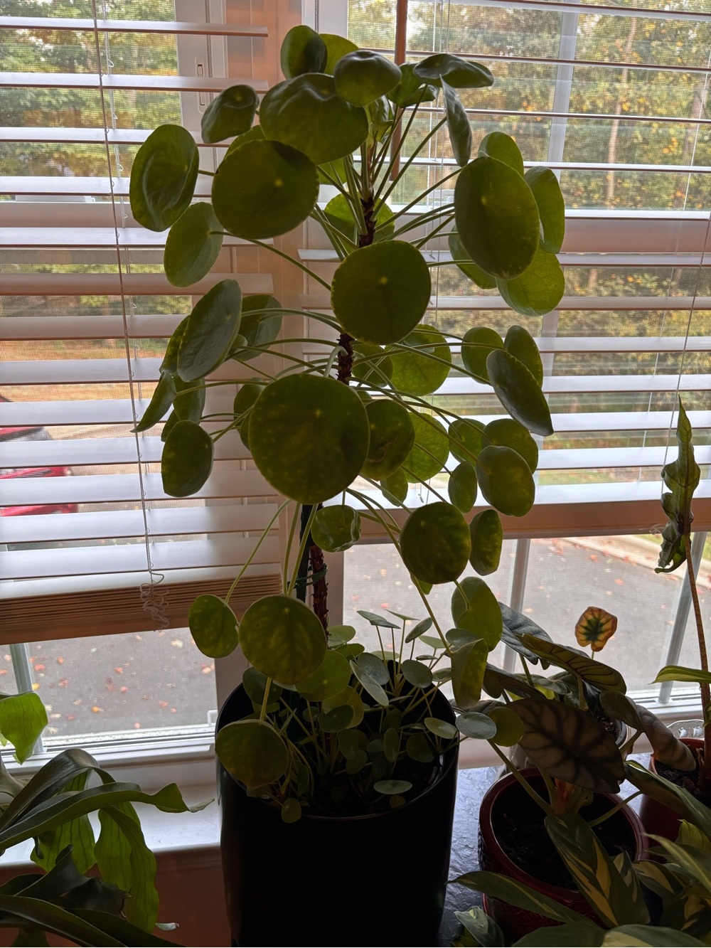 Chinese Money plant pups (babies) healthy and rooted, 1-2 pieces per order